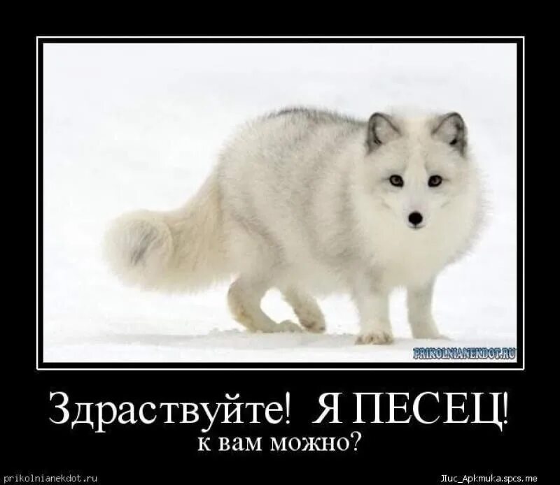 Писец подкрался незаметно. Пиздец подкрался незаметно картинки. Писец подкрался незаметно. Писец подкрался незаметно. Песец подкрался.