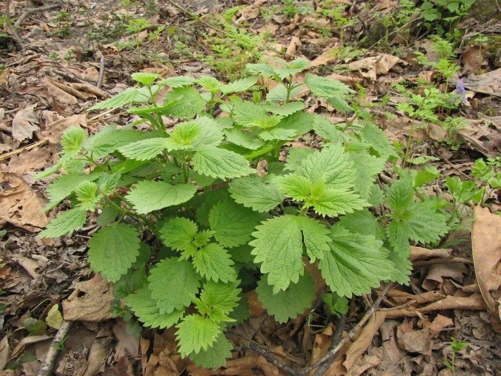 Куст крапивы. Крапива (Urtica dioica). Крапива коноплевидная. Крапива коноплевая (коноплевидная). Крапива Сибирская.