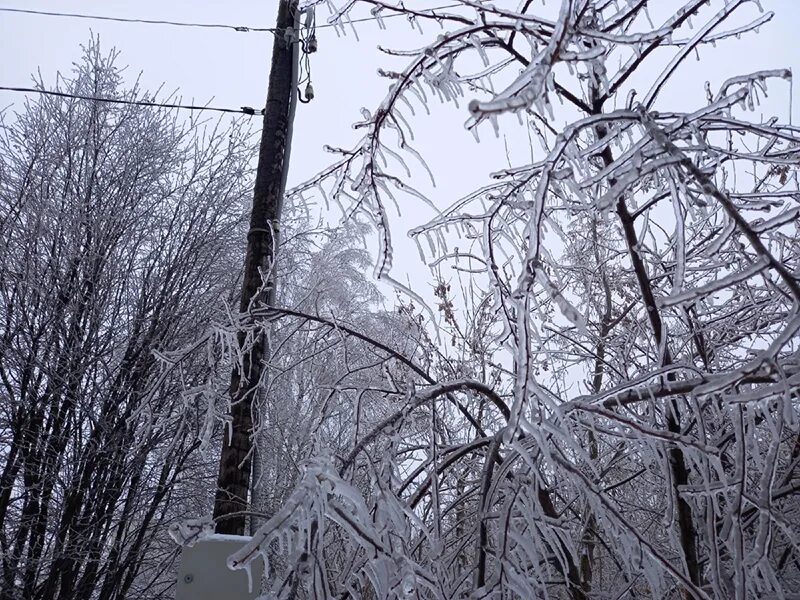 ледяной дождь февраль 2024. после ледяного дождя. ледяной дождь в москве 2010. ледяной дождь. деревья после ледяного дождя.