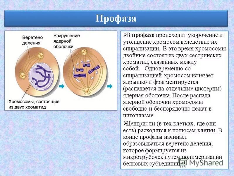 Спирализация хромосом исчезновение ядерной оболочки. Спирализация хромосом исчезновение ядерной оболочки