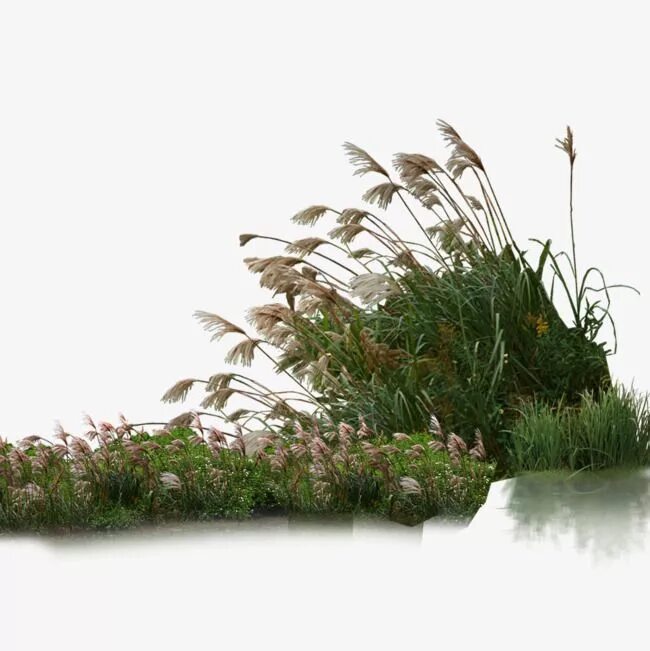 Grass plant. Куст травы. Растения для рендера. Растения для фотошопа на прозрачном фоне. Трава рендер.