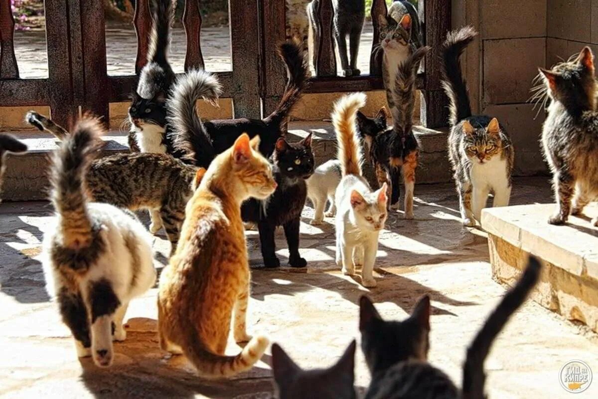 Кормить много кошек. Кошачий монастырь на Кипре. Кипр остров кошек. Много кошек. Кипрская кошка.