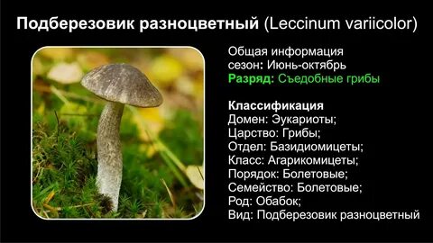 Подберезовик характеристика