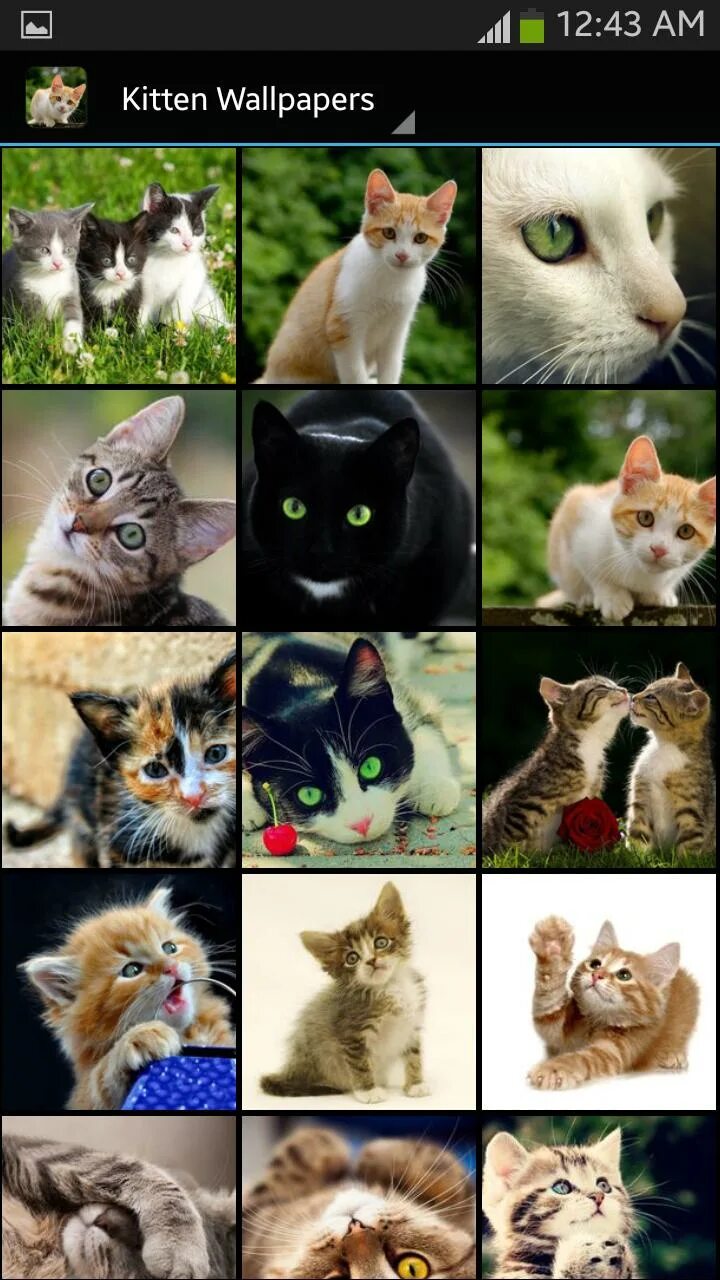 Котики андроид. Котик андроид. котики приложения фото. в коллекции котиков андроид. много котов обои на андроид.