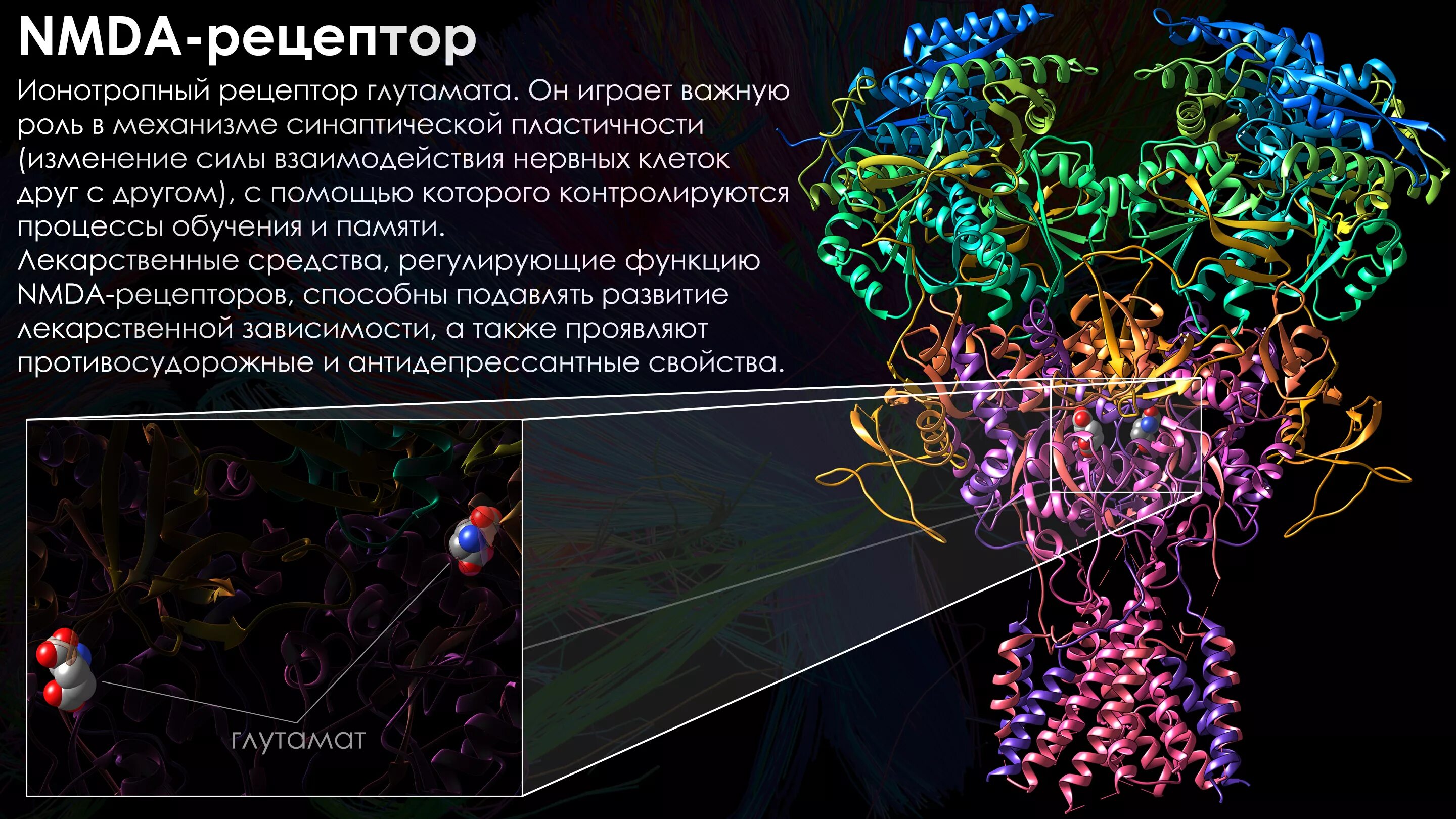 Структура NMDA рецептора. NMDA рецепторы строение. Глутаматные NMDA Рецептор. Глутаматных (NMDA) рецепторов.