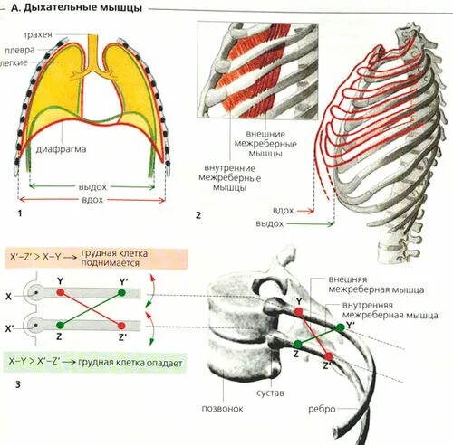 Межреберное дыхание упражнения. Мышцы выдоха основные и вспомогательные. Наружные межреберные мышцы дыхание. Межреберные мышцы и диафрагма. Основные и дополнительные мышцы дыхания.