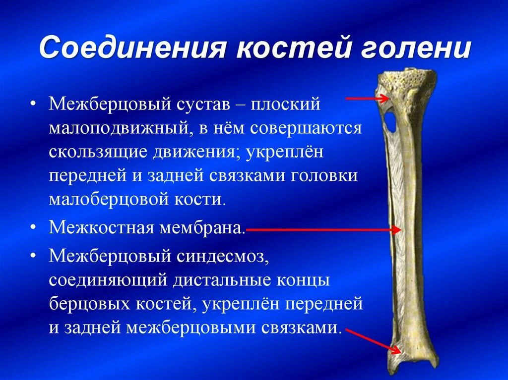 С какими костями соединяется бедренная кость. Соединения костей голени межберцовый сустав. Характеристика межберцового сустава. Соединение костей голени анатомия. Проксимальный межберцовый синдесмоз.