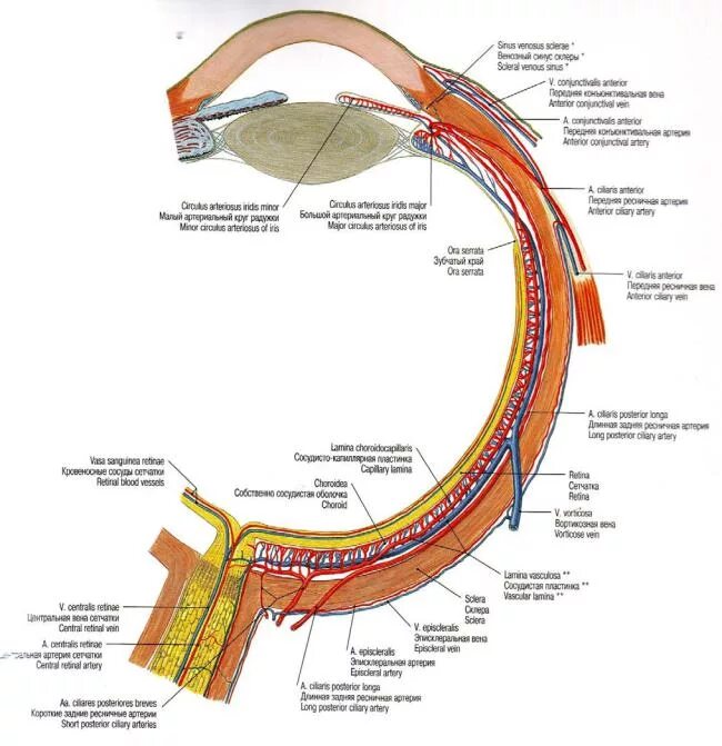 Кровоснабжение сосудистого тракта глаза. Сосудистый тракт строение. Фиброзная оболочка глаза анатомия. Строение сосудистого тракта глаза. Функции фиброзной оболочки