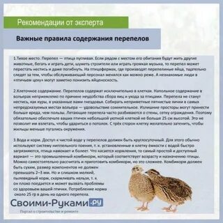 Чем кормить перепелок