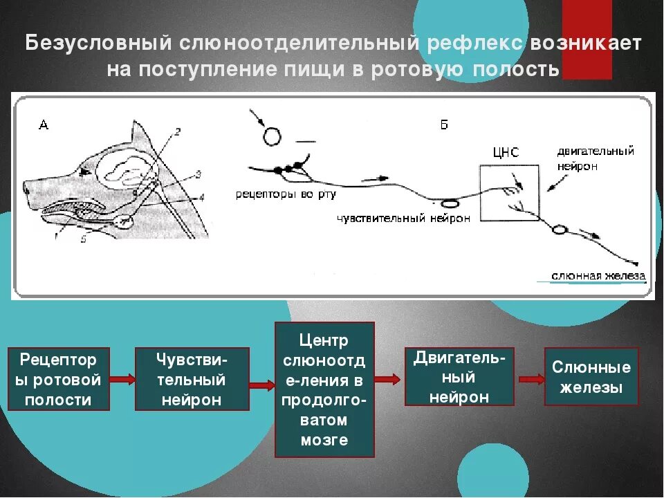 Самое рефлекс. Схема рефлекторная дуга условного рефлекса (слюноотделения). схема безусловного и условного слюноотделительного рефлекса. рефлекторная дуга безусловного слюноотделительного рефлекса. составьте схему безусловного слюноотделительного рефлекса.