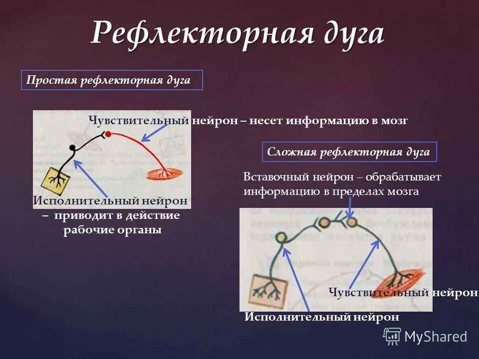 Классификация нервной дуги по типу исполнительного органа