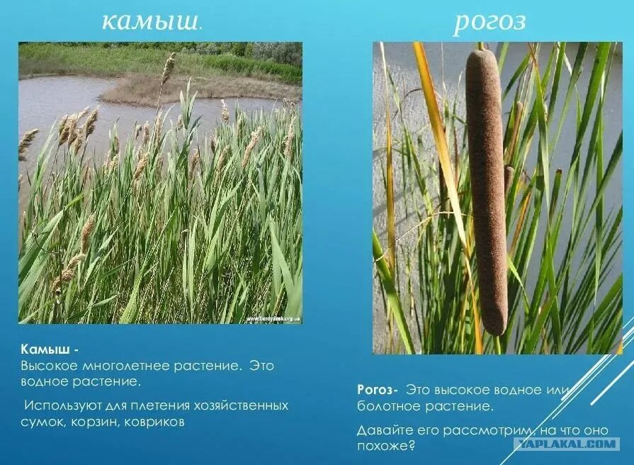 Тростник южный куга рогоз. Камыш полевой. Рогоз широколистный и камыш. Камыши в единственном числе. Камыши в единственном числе.