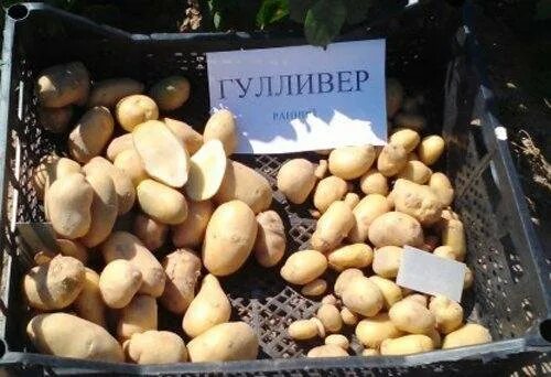 Сорт картофеля гулливер. Фото картофеля гулливер. Сорт картошки гулливер. Сорт картофеля афганка. Сорт картошки гулливер.