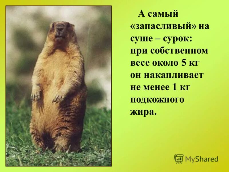 Каких животных спасают от холода запасы