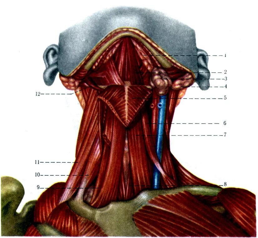 Мышцы шеи анатомия