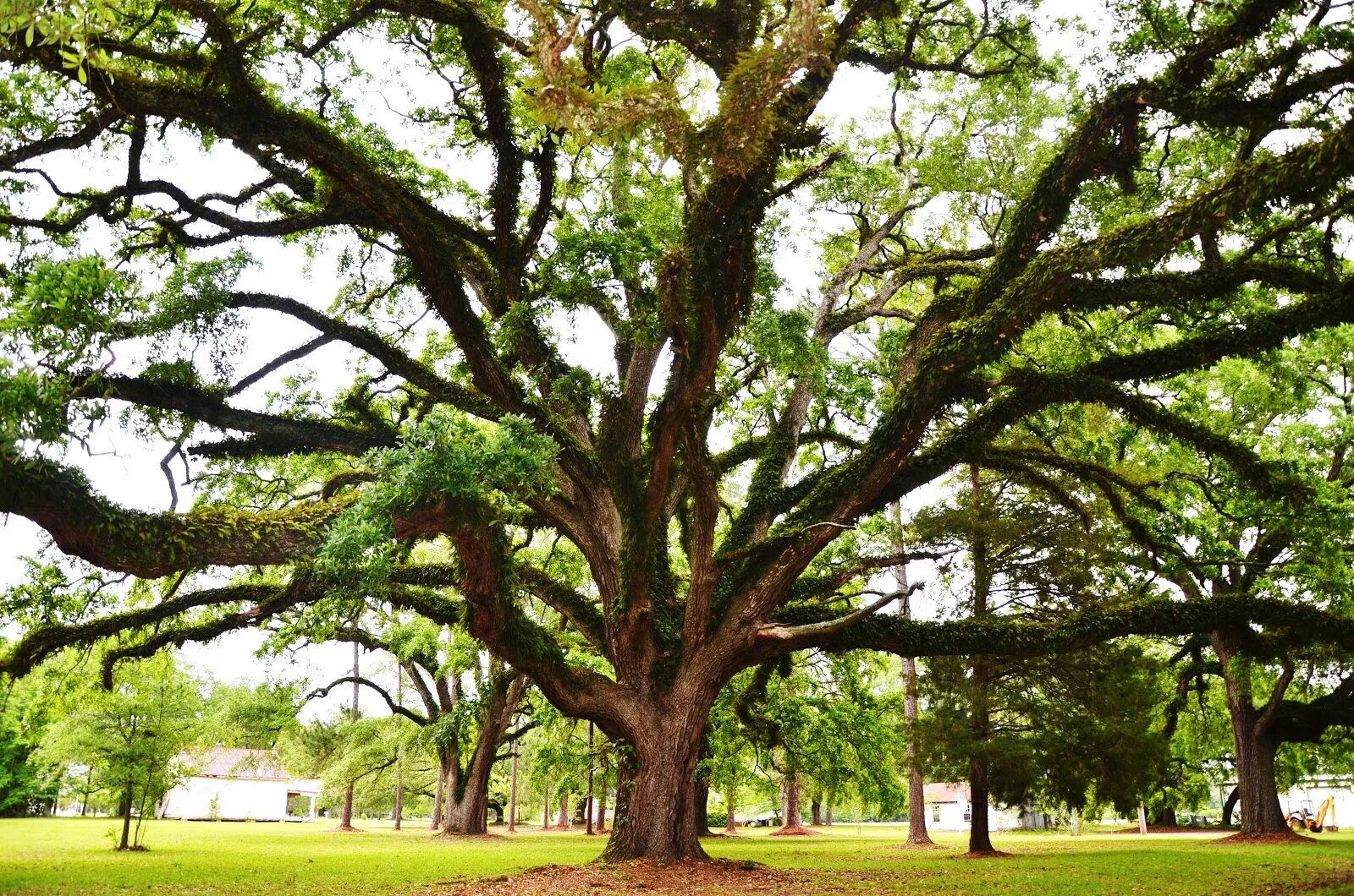 The speakers tree