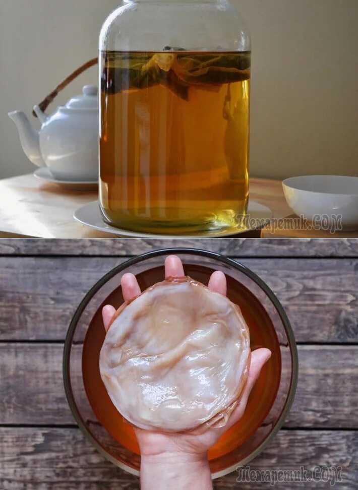 Чайный гриб что это и для чего. Комбуча гриб. Kombucha чайный гриб. Живой чайный гриб Комбуча. Чайный гриб или Комбуча.