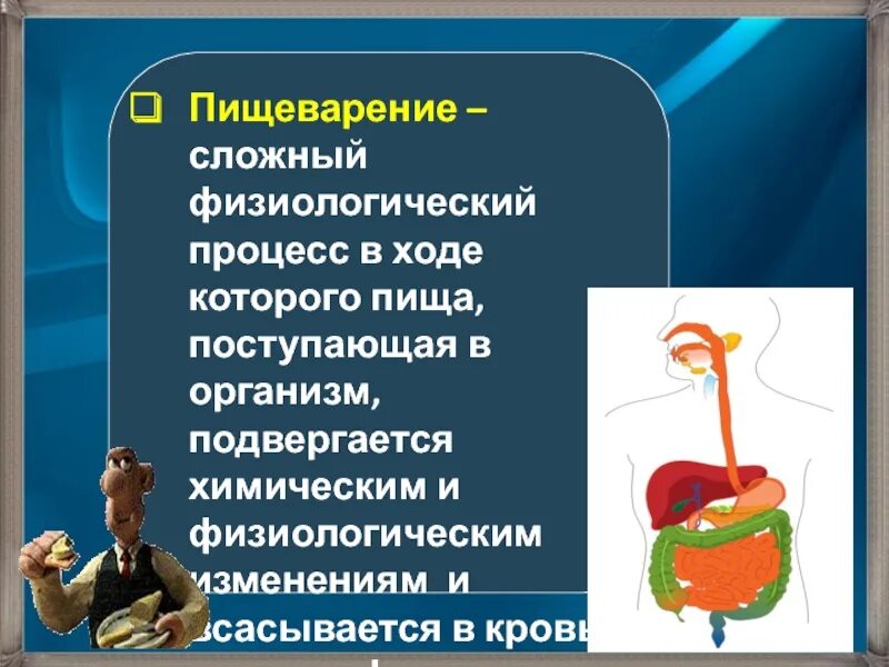 Питание и пищеварение значение питание