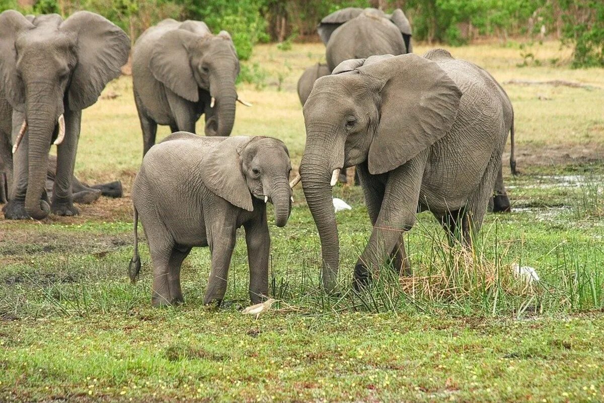 Хоботные Африканский слон. Отряд хоботные. Семейство хоботных млекопитающих. Хоботные (млекопитающие) хоботные. Слоновье стадо