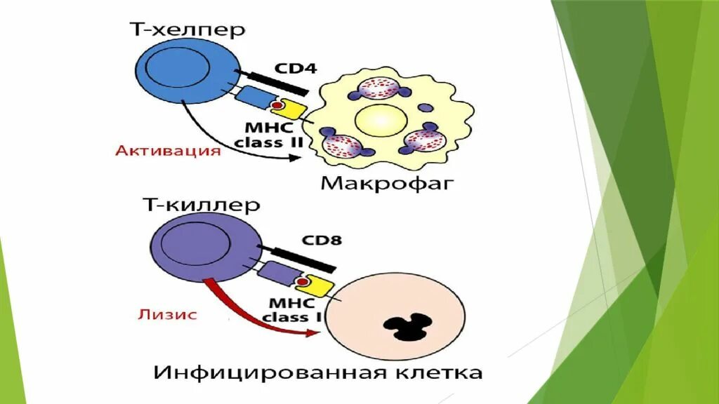 Т хелпер 1 и 2. Т хелперы иммунология. клетки хелперы. т-хелперы схема. t хелперы рисунок.
