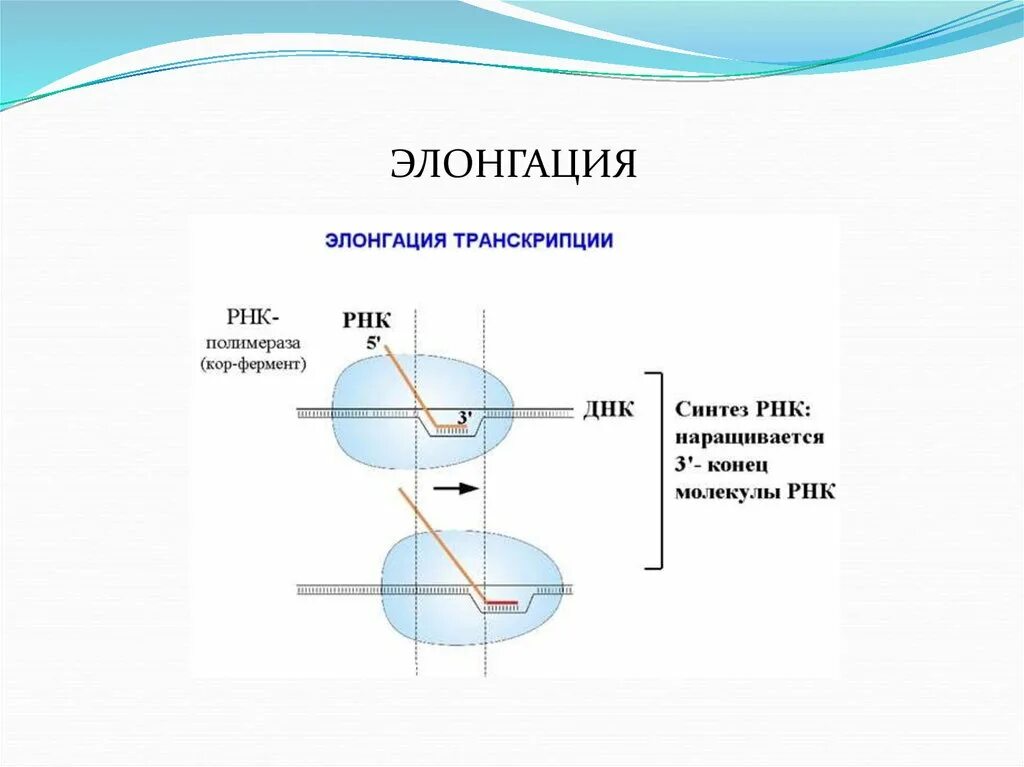 Элонгация транскрипции. Элонгация репликации биохимия. Элонгация ДНК. Элонгация репликации ДНК.