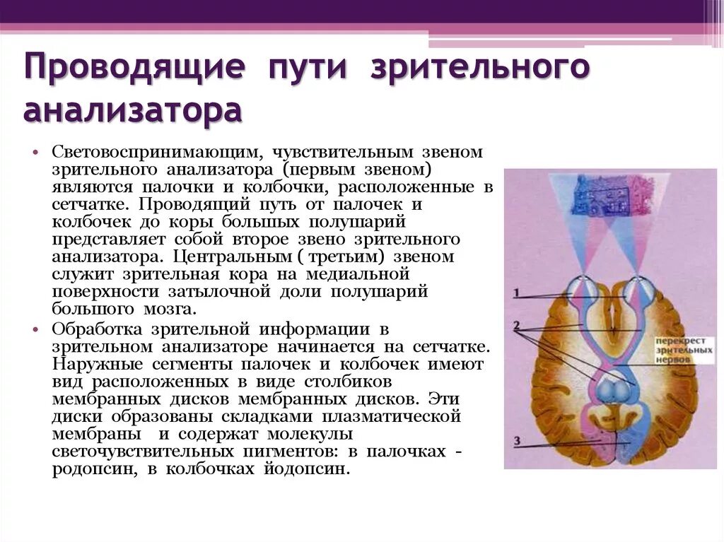 Передача зрительной информации