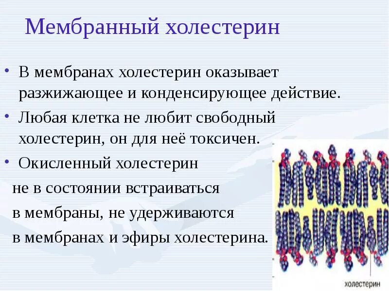 Физическое состояние клетки. Роль холестерина в мембране клетки. Роль холестерина в клеточной мембране. Холестерин в мембране клетки функции. Функции холестерина в клеточной мембране.