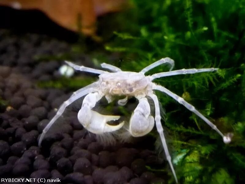 Мини краб. Краб карликовый пресноводный Limnopilos naiyanetri. Limnopilos naiyanetri Micro Spider Crab. Карликовый краб паучок. Краб паук пресноводный.