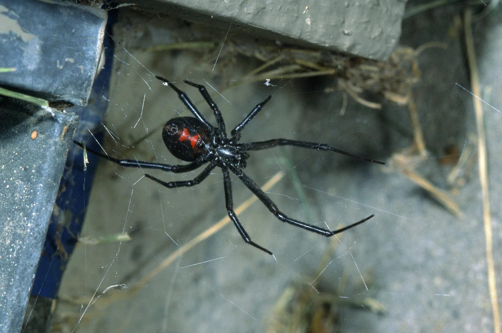 Черный паук хорошо. Каракурт паук. Черная вдова паук. Чёрная вдова паук самец. Каракурт паук самец.