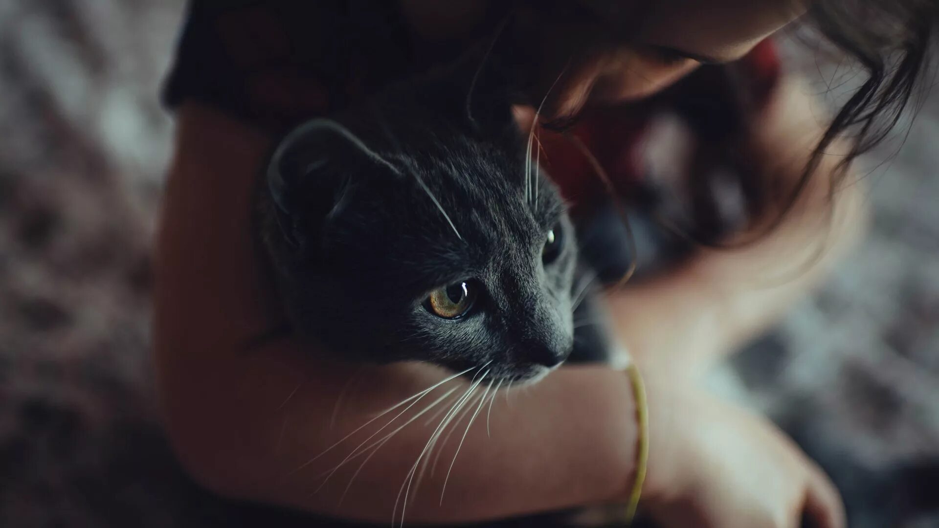 Черный кот и девочка. Девушка кошка. Девушка с котиком. Девушка с котом на руках. Красивая девушка с кошкой.