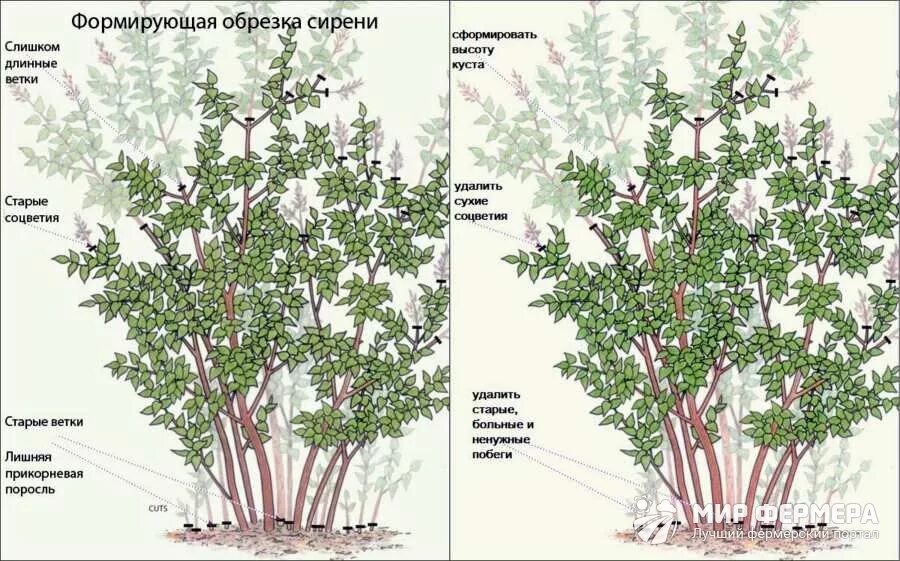 Syringa vulgaris Landscape Plants Oregon State University