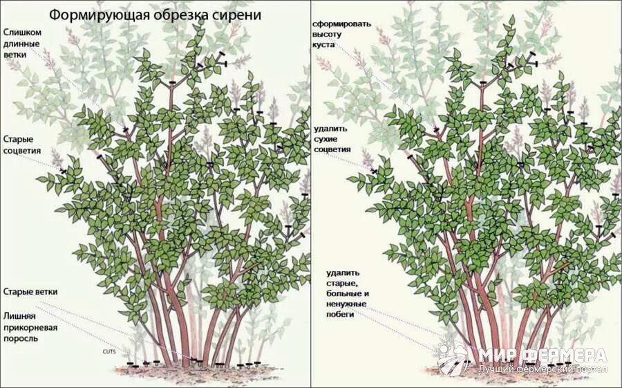 Можно ли обрезать сирень. Сирень венгерская Живая изгородь. Сирень Амурская Трескун. Формировка сирени. Обрезка сирени деревом.
