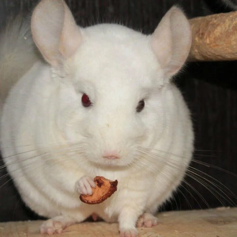 шиншилла альбинос