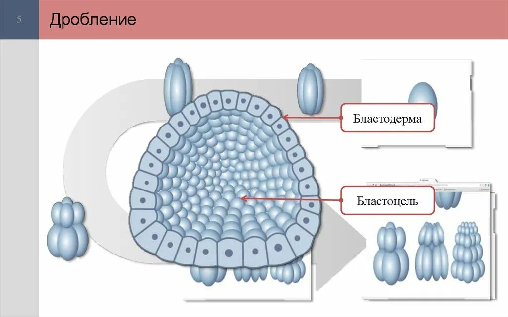 Бластодерма зародыша. Бластула бластодерма. бластодерма и бластоцель. строение бластулы. бластоцель дробление.