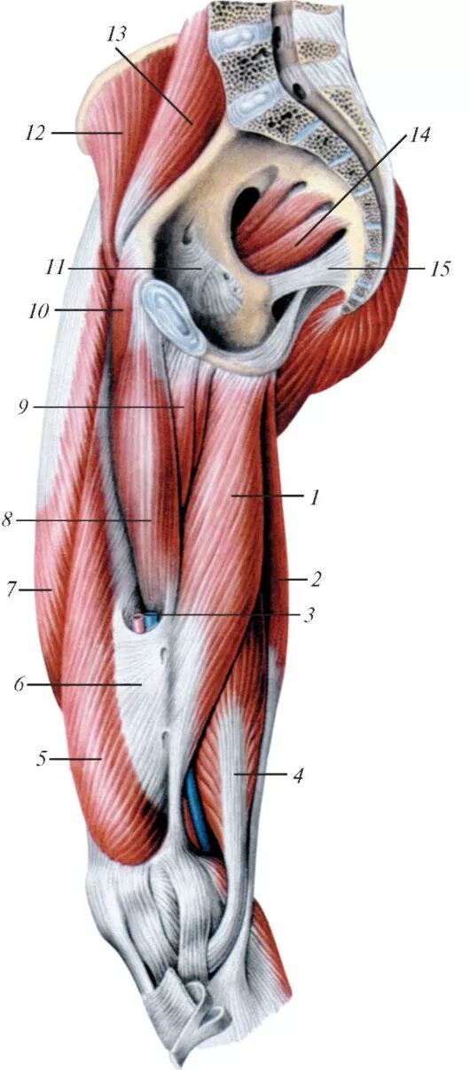 Гунтеров канал. Canalis adductorius анатомия. Приводящий канал гунтеров канал. Топография приводящего канала бедра. Мышцы бедра топографическая анатомия.