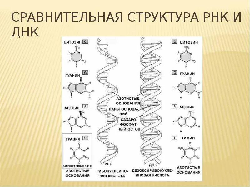 Соединения днк и рнк. Схема строения ДНК И РНК. Структура молекулы ДНК И РНК. Схема строения ДНК И РНК схема. Схема структуры ДНК И РНК.