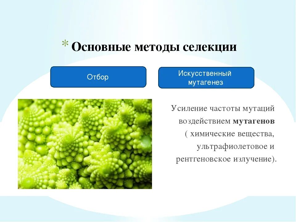 Селекция животных мутагенез. Мутагенез в селекции растений. Метод селекции мутагенез. Методы селекции растений искусственный мутагенез. Искусственный мутагенез в селекции.