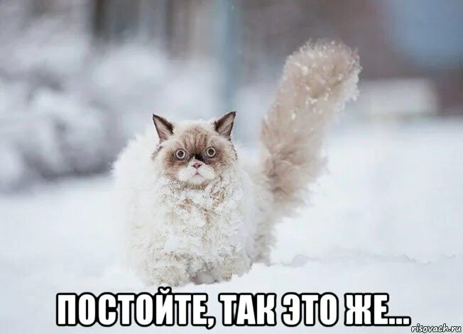 Песня не дойду я до дома слушать. Я дойду дойду. мем с котом я дойду. когда пойдем танцевать картинка.