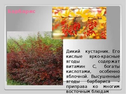 Барбарис обыкновенный полезные свойства ягод и применение