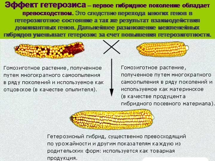 Как получают гетерозисные семена