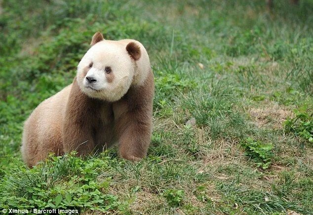 Meet the 'world's only living BROWN panda' Qizai Brown panda, Panda, Giant panda