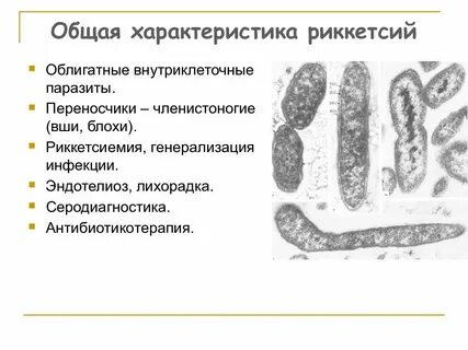 Внутриклеточные паразиты