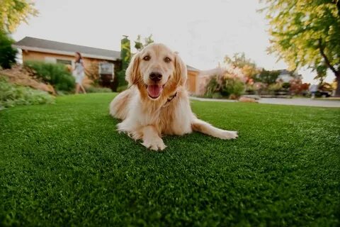 Dog grass