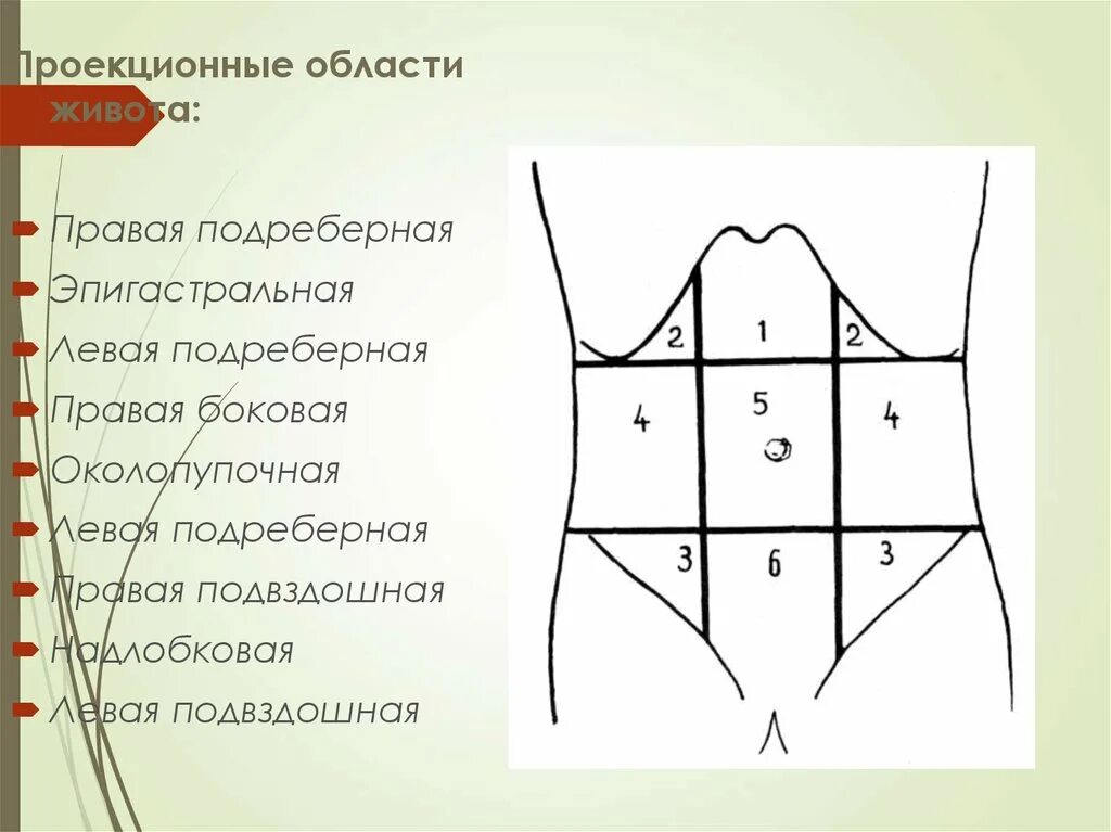 Левая боковая область живота. Правая и левая подреберные области. Эпигастральная область живота. Подреберная область живота. Области живота анатомия.