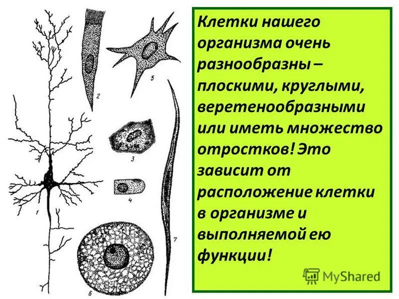 Формы клеток тела животного. Формы клеток тела животного