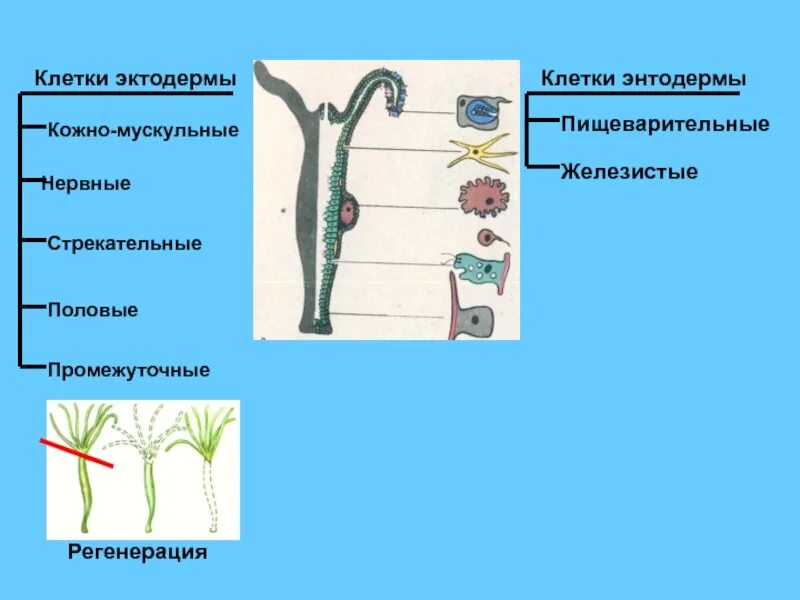 Кожно мускульные клетки. Железистые клетки гидры эктодермы. Функция эктодермы у гидры. Кожномукульные клетки. Эктодерма кожно-мускульные клетки.