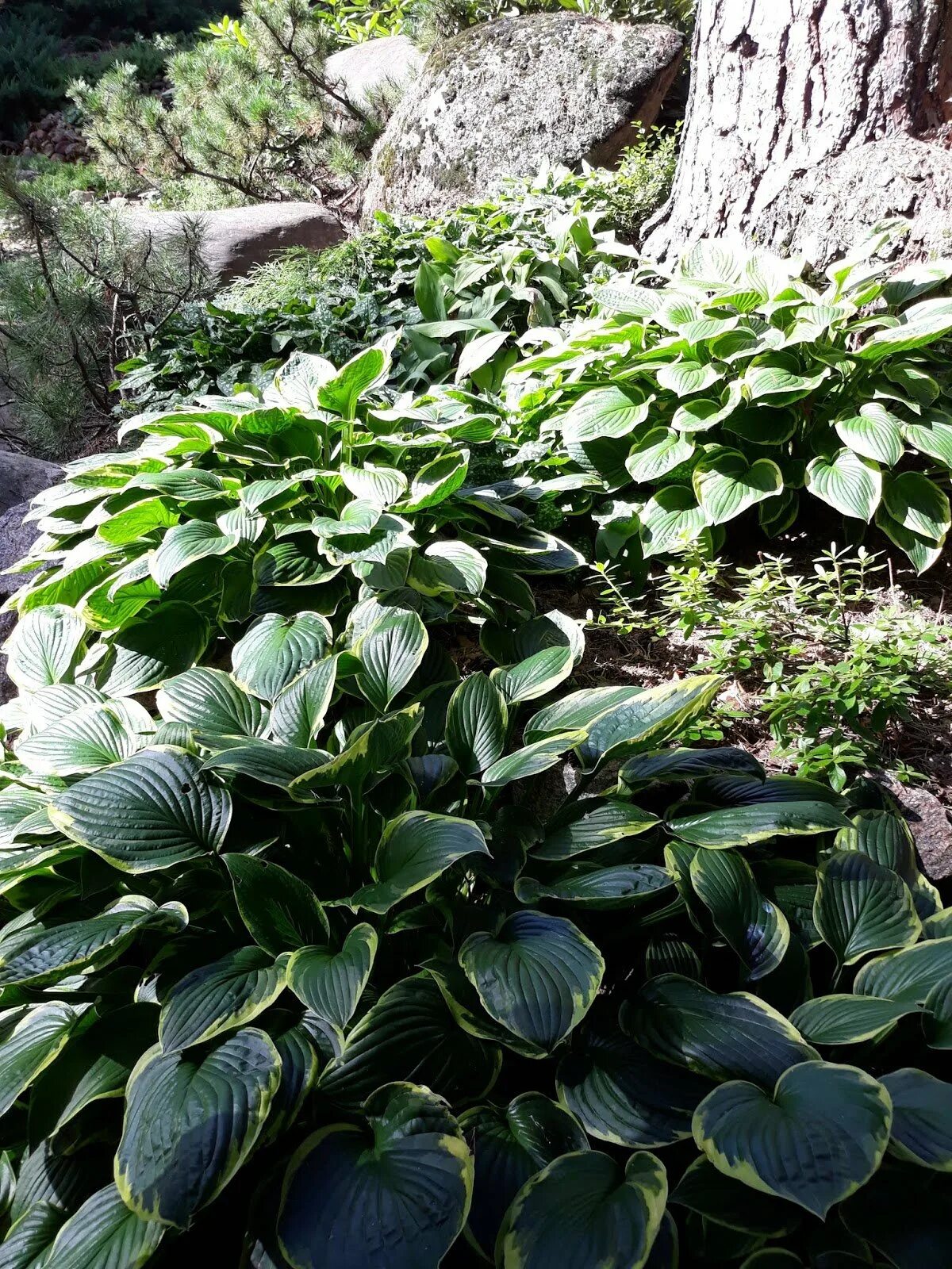 тисо-самшитовая роща и каньон чертовы ворота. река хоста сочи. горы хосты. каньон навалищенское ущелье. хоста kinbotan.