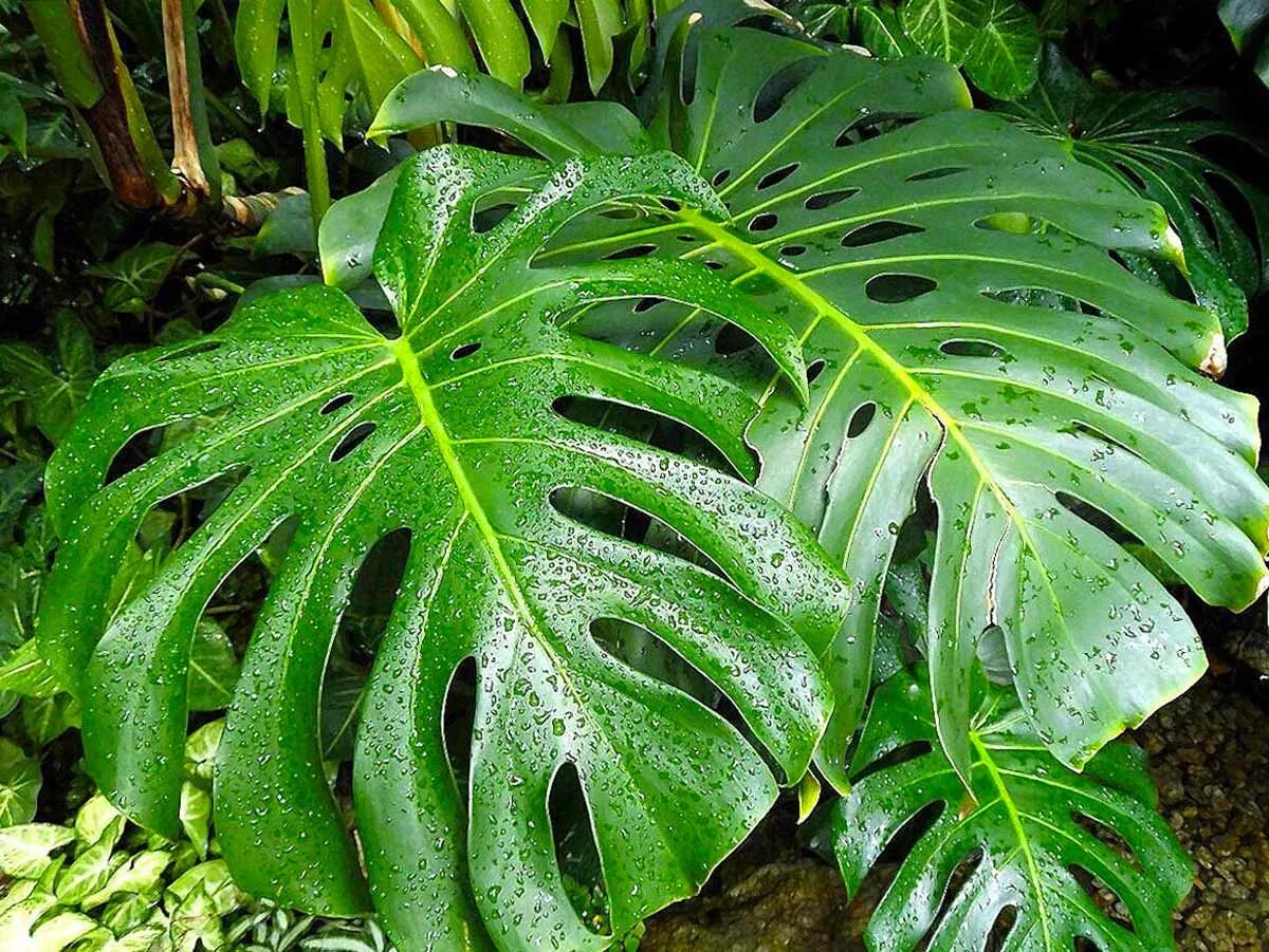 Монстера крупнолистная. Монстера деликатесная (Monstera deliciosa). Монстера радифорда.