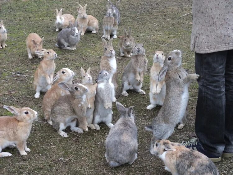 В питомнике живет несколько кроликов разного. Кролики в Австралии Нашествие. Остров кроликов Окуносима в Японии. Австралийский кролик. Стадо кроликов.