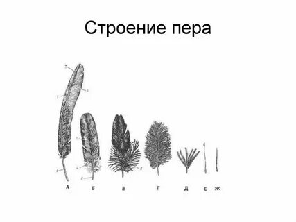 Формула пера